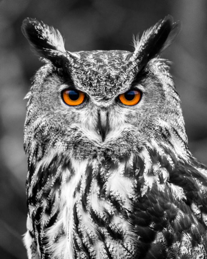 owl-001
