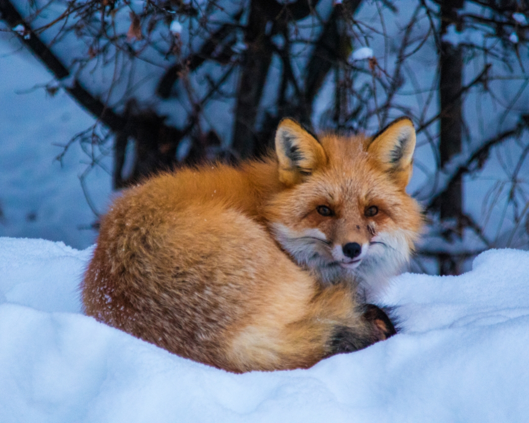 winter-fox-2015